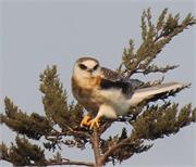 White-tailed Kite